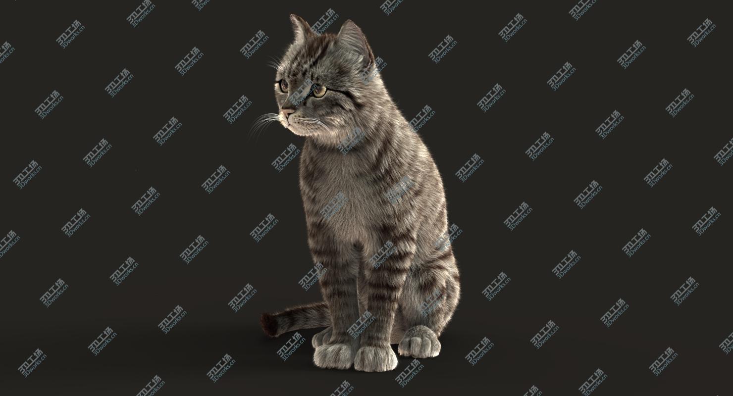 images/goods_img/2021040232/Cat (2) (Grey Tabby) (RIG) (FUR) 3D model/5.jpg